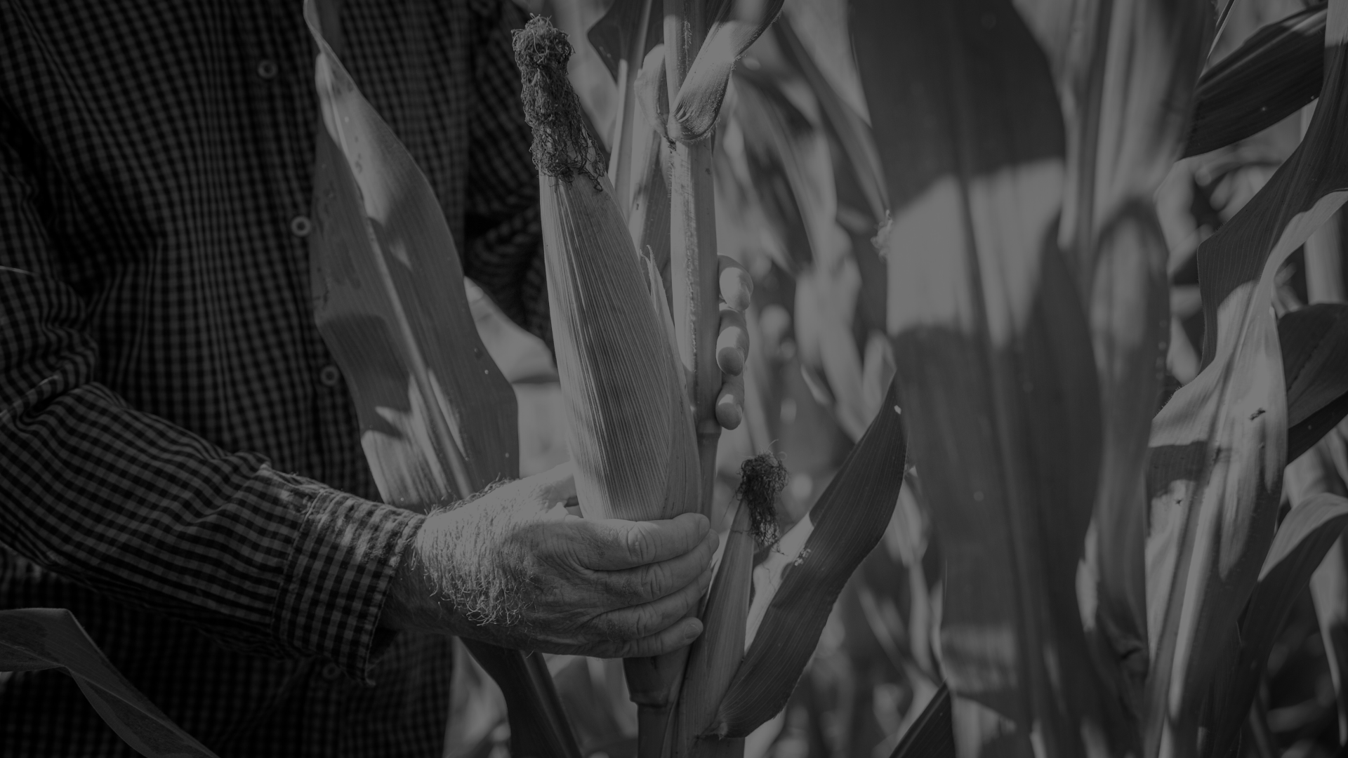 Do you know what financial hedging for corn is? - InHedge Intelligence
